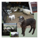 Buscar collage animal posters General y unisex