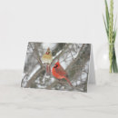 Buscar el birding tarjetas Fauna