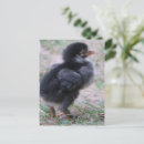 Buscar pájaros de bebé postales Para niños