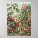 Buscar botánica antigua posters Estética cottagecore