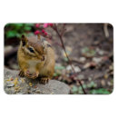 Buscar chipmunks fotografía Animal