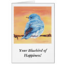 Buscar bluebird Naturaleza