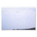 Buscar halcones posters Avaricia