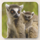 Buscar lemur posavasos Primate