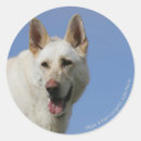 Buscar pastor alemán blanco pegatinas Perro