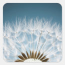 Buscar mala hierba postales Diente de león