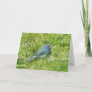 Buscar amarre tarjetas Azul