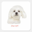 Buscar bichon frise pegatinas Blanco