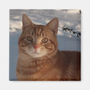 Buscar saludo animal imanes Adorable