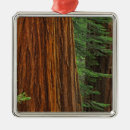 Buscar tronco adornos Bosque