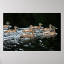 Buscar patos silvestres posters Agua