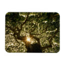 Buscar rayo de sol imanes Bosque