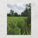 Buscar bosques postales Rural