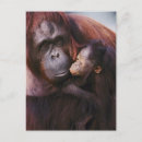 Buscar orangután postales Familia