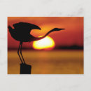 Buscar de soto postales Gran garza azul