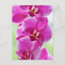 Buscar orquídeas rosadas postales Para todos