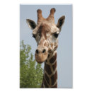 Buscar jirafa linda posters Vida silvestre