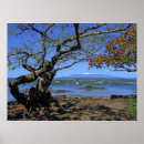 Buscar kea del mauna posters Isla