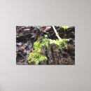 Buscar musgo arte Plantas