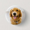 Buscar golden retriever chapas Cachorro