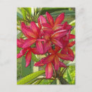 Buscar plumeria postales Floral