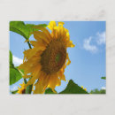 Buscar flores brillantes postales Girasoles