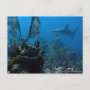 Buscar tiburón salvaje postales Naturaleza