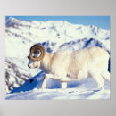Buscar cuerpo completo posters Animal