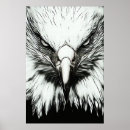 Buscar águila negra posters Fotografía