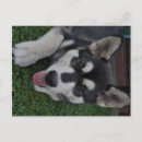 Buscar malamute de alaska postales Malamuta