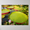 Buscar orientales posters Verde