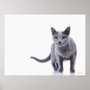 Buscar gato azul ruso posters Animales