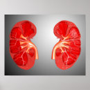 Buscar sistema digestivo humano posters Anatomía
