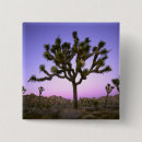 Buscar árbol colorido chapas Rosa