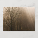 Buscar árboles en niebla postales Bosque