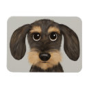 Buscar dachshund imanes Perro
