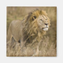 Buscar ngorongoro imanes Fauna