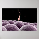 Buscar fertilidad posters Reproducción