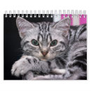 Buscar gatitos calendarios Amante del gato