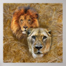 Buscar leones posters Para ellos