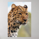 Buscar gato grande posters Leopardo