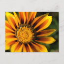 Buscar margaritas africanas postales Daisy africano