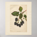 Buscar blackberry posters Fruta
