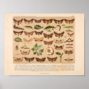 Buscar entomología posters Bugs