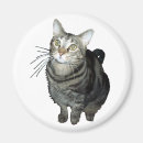 Buscar tabby imanes Lindo