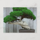 Buscar bonsais postales Japón