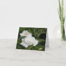 Buscar pureza Rosa