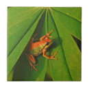 Buscar anfibio azulejos Verde