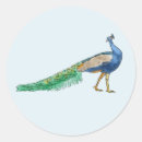 Buscar pavo pegatinas India