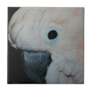 Buscar cresta azulejos Naturaleza